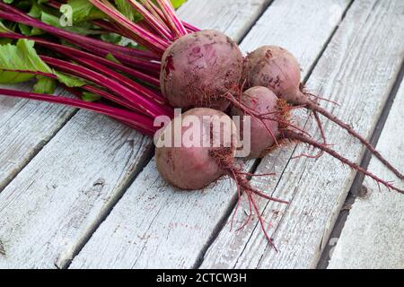 Frische Bio-Rübe, Rote Bete auf dem grauen rustikalen Holzhintergrund. Nahaufnahme, selektiver Fokus Stockfoto