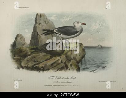 The White-headed Gull, Larus heermanni., still image, Prints, 1860, Suckley, George (1830-1869), Cooper, J. G. (James Graham) (1830-1902 Stockfoto