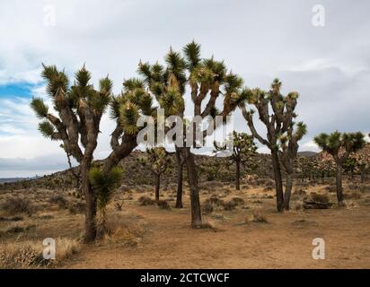 Twisted Joshua Trees, Rock Formations und Desert Landscape des Joshua Tree National Park, Kalifornien Stockfoto