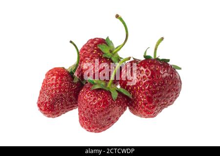 Ein Bündel von leckeren saftigen roten Erdbeeren in der Menge von vier Stück auf weißem Hintergrund, Nahaufnahme Stockfoto