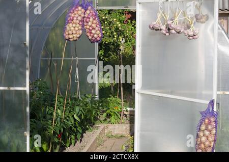 Mesh-Beutel mit Herbst Zwiebelernte und hängenden Knoblauch in Der Hintergrund eines offenen Gewächshauses Stockfoto