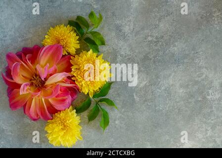 Florale flache Lage von Chrysanthemen und Dahlien und grünen Blättern. Draufsicht und Kopierbereich auf grauem Hintergrund Stockfoto