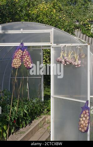 Mesh-Beutel mit Herbst Zwiebelernte und hängenden Knoblauch in Der Hintergrund einer offenen Gewächshaus vertikalen Ausrichtung Stockfoto