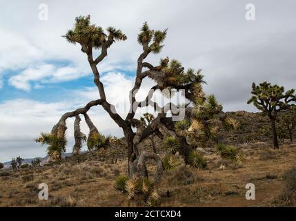 Twisted Joshua Trees, Rock Formations und Desert Landscape des Joshua Tree National Park, Kalifornien Stockfoto