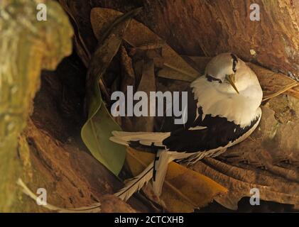 White-tailed Tropicbird (Phaethon lepturus Fulvus) Erwachsenen sitzen auf Nest im hohlen Baum Christmas Island, Australien Juli Stockfoto