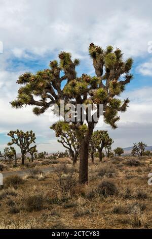 Twisted Joshua Trees, Rock Formations und Desert Landscape des Joshua Tree National Park, Kalifornien Stockfoto