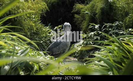Whaleheadstorch beim Blick auf die Kamera. Stockfoto