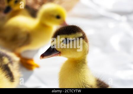 Ein neu geschlüpftes Entlein. Auf einem hellen Hintergrund. Stockfoto