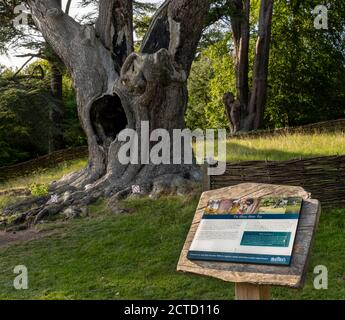 Blenheim Palace ein UNESCO-Weltkulturerbe, Woodstock, Oxfordshire, Großbritannien - der Harry Potter Baum - Zeder des libanon Stockfoto