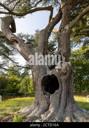 Blenheim Palace ein UNESCO-Weltkulturerbe, Woodstock, Oxfordshire, Großbritannien - der Harry Potter Baum - Zeder des libanon Stockfoto