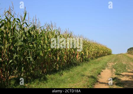 Mais oder Zuckermais, die auf einer britischen Farm angebaut werden. Stockfoto