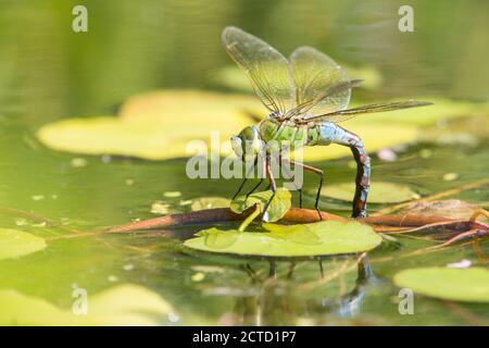 Emperor Libelle, Anax Imperator, Weibchen mit blauem Bauch wegen warmem Wetter. Eier legen, Eiablage, Juli, Großbritannien Stockfoto