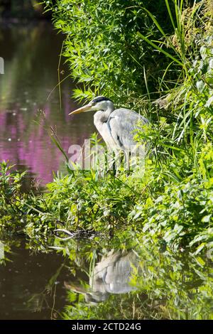 Graureiher, Ardea cinerea, South Pond, Midhurst, West Sussex, Großbritannien Juli, Stadtteich für Wildtiere restauriert. Stockfoto