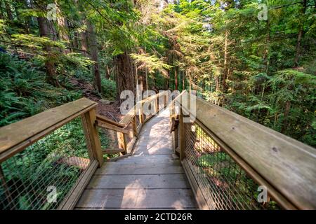 Leere Holzbrücke über den Wald. Stockfoto