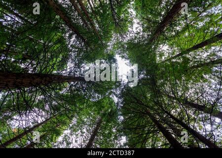 Redwood Natural Monument. Cabezón de la Sal. Kantabrien. Spanien Stockfoto