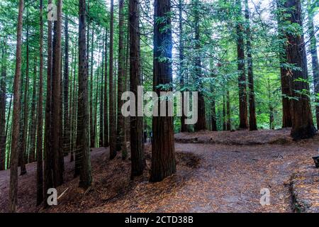 Redwood Natural Monument. Cabezón de la Sal. Kantabrien. Spanien Stockfoto