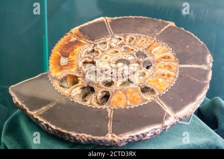 Ammonit Schale im Abschnitt betrachtet, enthüllt die inneren Kammern und Septen. Ammoniten sind ausgestorbene Meermollusken. Stockfoto