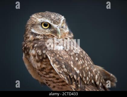 Eine gefährdete Grabeule namens Basil im Vogelschutzzentrum in Coaldale, Alberta. Stockfoto