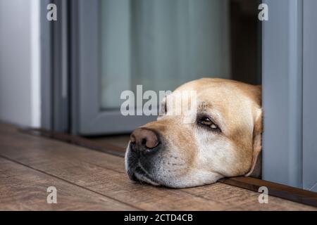 Ein trauriger weißer labrador liegt vor der Haustür Stockfoto