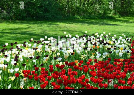 Blühende bunte Tulpen in einem italienischen Park. Stockfoto