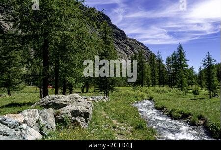 Herrlicher Gebirgsbach fließt durch Nadelwälder. Italienische Alpen im Piemont. Stockfoto
