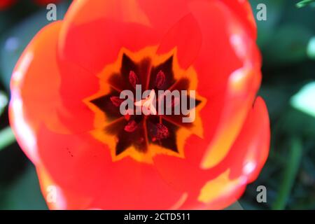 Nahaufnahme einer rot gestreift blühenden Blume im Frühjahr Stockfoto