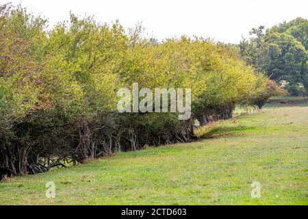 Knepp Estate Rewilding Projekt - keine Stacheldraht Hecken Stockfoto