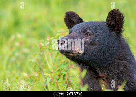 Kanadischer Schwarzbär Stockfoto