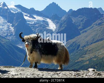 Heimischer Yak (Bos grunniens). Berge in Dombay. Kaukasus-Gebirge in der Karatschai-Tscherkess Republik, Teberda Naturschutzgebiet, Russland. Stockfoto