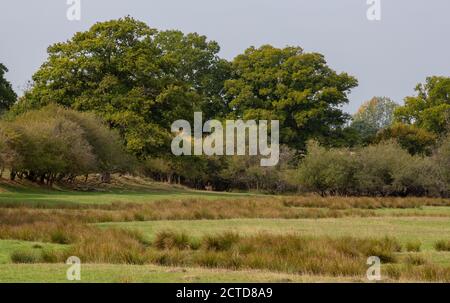 Knepp Estate Rewilding Projekt - keine Stacheldraht Hecken Stockfoto