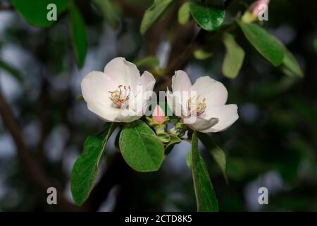 Blühende Blume auf einem Quitte-Baum-Zweig im Frühjahr Stockfoto