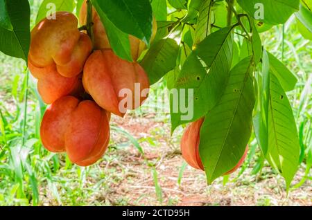 Bündel Von Vier-Lobed Ackee Hanging Stockfoto