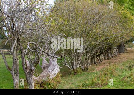 Knepp Estate Rewilding Projekt - keine Stacheldraht Hecken Stockfoto