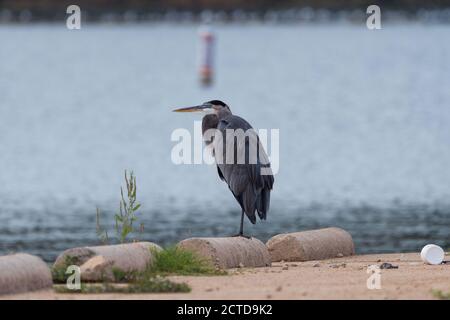 Ein großer Blaureiher schläft beim Balancieren auf einem Bein auf einem Zement Bordstein auf einem Parkplatz bei einem See mit einer Boje im verschwommenen Hintergrund. Stockfoto