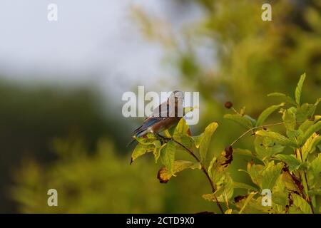 Winzige weibliche Östliche Bluebird auf einem Blatt bedeckten Zweig einer Buttonbuschpflanze mit seinen Blättern, die an einem sonnigen Morgen braun werden. Stockfoto