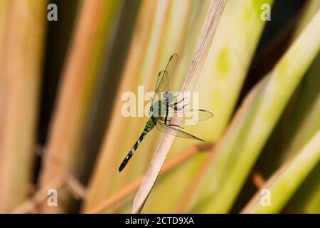 Eine schöne grüne, schwarze und weiße Pondhawk Libelle, die sich an einem braunen Schilf festhält, das in einem Teich mit einem verschwommenen Hintergrund aus grünen Blättern und Schilf wächst. Stockfoto