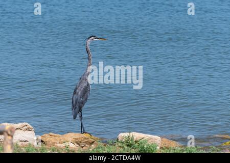 Ein großer Blaureiher, der auf einem Felsen am Ufer eines Sees steht und an einem sonnigen Sommertag über das Wasser blickt. Stockfoto