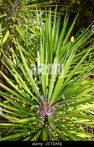 Saw Palmetto, Serenoa repens, kleine Palme, subtropisch, Natur, grüne Spikey Blätter, Extrakt für gesundheitliche Vorteile erforscht, Florida Stockfoto