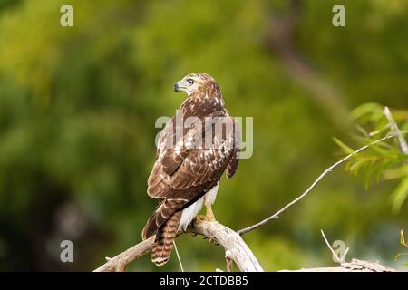 Rückansicht eines Rotschwanzhackes, der auf einem toten Ast in einem Baum thront, dessen Kopf zur Seite gedreht ist, während er nach Beute Ausschau halten kann. Stockfoto