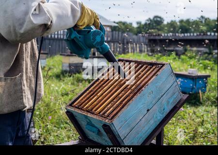 Der Imker bläst die Bienen aus dem Bienenstock mit dem Gebläse aus, um die Wabe zu entfernen. Stockfoto