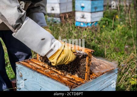 Bienenmeister auf Bienenhaus. Mann in Schutzhut arbeitet mit Bienenstock. Imker untersucht Bienen auf einer Bienenfarm auf grünem Naturhintergrund. Stockfoto