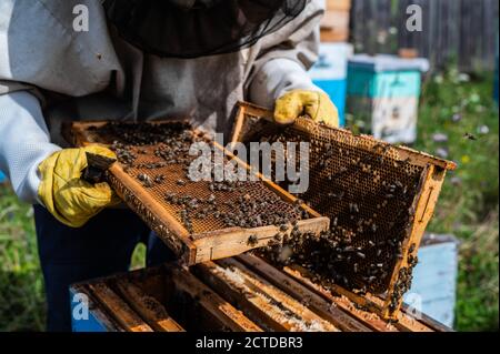 Der Imker kümmert sich um die Bienen, die Honigwaben, im schützenden Imkeranzug bei der Imkerei. Reines Naturprodukt aus Bienenstock, gelb Stockfoto