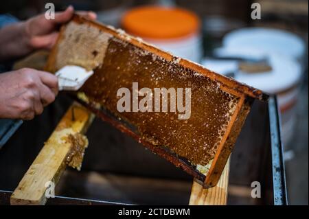 Die Waben mit dem Schaber von Hand aufdecken, Honigernte. Stockfoto
