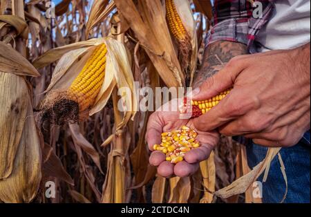 Landwirt untersucht und krönen Kerne aus einer Maiskolben im Maisfeld. Nahaufnahme von Händen und Körnern. Selektiver Fokus, Bewegungsunschärfe. Stockfoto