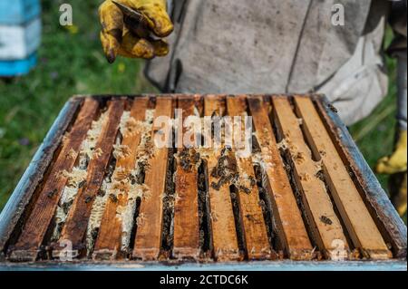 Nahaufnahme des geöffneten Bienenstocks mit Rahmen, die von Honigbienen bevölkert sind. Honigbienen kriechen in einem offenen Bienenstock auf Waben hölzerne Waben dabei Stockfoto