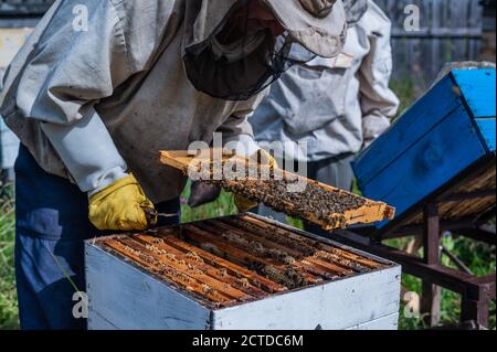 Nahaufnahme der Imkerin mit Wabenrahmen und arbeitenden Bienen, die Honig machen. Bienenzucht. Naturprodukt. Bienenwachs. Bienenzucht. Stockfoto