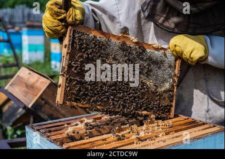 Nahaufnahme der Imkerin mit Wabenrahmen und arbeitenden Bienen, die Honig machen. Bienenzucht. Naturprodukt. Bienenwachs. Bienenzucht. Stockfoto