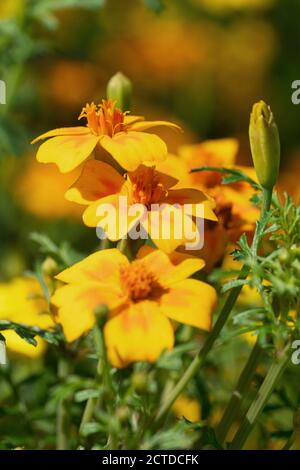 Nahaufnahme der goldenen Ringelblume (Tagetes tenuifolia) Stockfoto