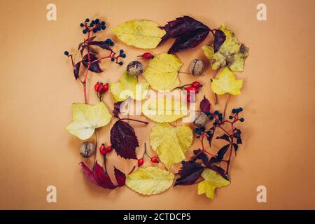 Herbstkomposition. Rahmen aus herbstlichen roten und gelben Blättern, Beeren und Nüssen. Flach liegend, Draufsicht, Kopierbereich. Stockfoto