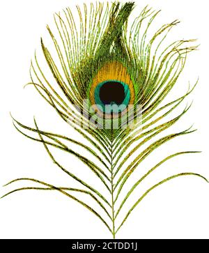Pfauenfeder isoliert auf weißem Hintergrund. Stock-Vektor Stock Vektor